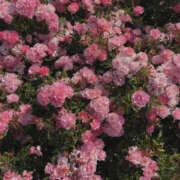 ヒメ日記 2026/10/16 15:00 投稿 ミオ【新人】【宮崎っ子】 Alice