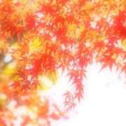ともみ 本日出勤します🍁 錦糸町人妻セレブリティ（ユメオト）