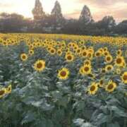 ヒメ日記 2026/09/28 15:44 投稿 澤村楓(さわむらかえで) 五十路マダムエクスプレス厚木店(カサブランカグループ)