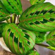 ヒメ日記 2025/02/04 19:31 投稿 花巻りあ ハレ系 メイドin福岡