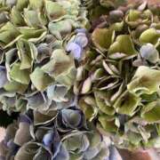 ヒメ日記 2025/02/25 09:31 投稿 花巻りあ ハレ系 メイドin福岡