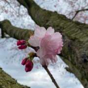 ヒメ日記 2025/04/05 08:07 投稿 花巻りあ ハレ系 メイドin福岡