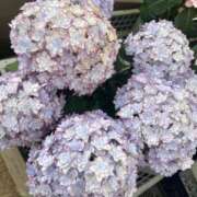 ヒメ日記 2025/05/03 00:14 投稿 花巻りあ ハレ系 メイドin福岡