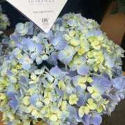 ヒメ日記 2025/05/09 20:14 投稿 花巻りあ ハレ系 メイドin福岡