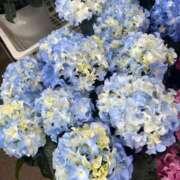 ヒメ日記 2025/05/13 07:38 投稿 花巻りあ ハレ系 メイドin福岡