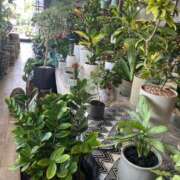 ヒメ日記 2025/05/15 20:16 投稿 花巻りあ ハレ系 メイドin福岡