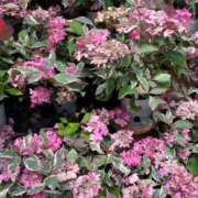 ヒメ日記 2025/05/19 23:46 投稿 花巻りあ ハレ系 メイドin福岡