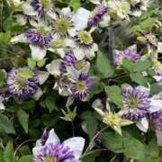 ヒメ日記 2025/07/12 07:43 投稿 花巻りあ ハレ系 メイドin福岡