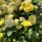 ヒメ日記 2025/10/05 09:38 投稿 花巻りあ ハレ系 メイドin福岡