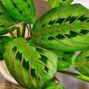 ヒメ日記 2025/11/19 07:56 投稿 花巻りあ ハレ系 メイドin福岡