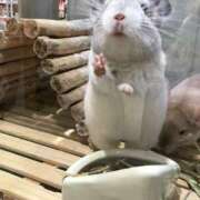 花巻りあ 😢🖐️←⚡️ ハレ系 メイドin福岡