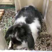 ヒメ日記 2026/03/02 19:11 投稿 花巻りあ ハレ系 メイドin福岡