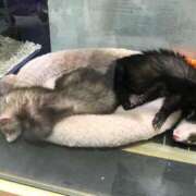 花巻りあ 今日ごめんなさい😢 ハレ系 メイドin福岡