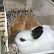 ヒメ日記 2026/05/03 00:51 投稿 花巻りあ ハレ系 メイドin福岡