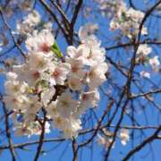 ヒメ日記 2025/03/25 11:57 投稿 いおり 千葉サンキュー