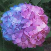 ヒメ日記 2025/06/12 15:55 投稿 いおり 千葉サンキュー