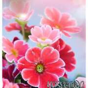 ヒメ日記 2025/07/19 20:05 投稿 長谷川 即プレイ専門店 変態人妻サークル 古川店