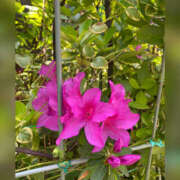 ヒメ日記 2025/04/18 23:36 投稿 ななみ ギャルズネットワーク神戸