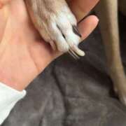 ヒメ日記 2025/04/01 07:28 投稿 アン 品川ハイブリッドマッサージ