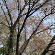 ヒメ日記 2025/04/02 17:58 投稿 アン 品川ハイブリッドマッサージ