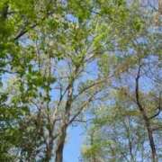 ヒメ日記 2025/04/12 09:03 投稿 アン 品川ハイブリッドマッサージ