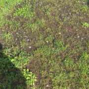 ヒメ日記 2025/04/14 08:18 投稿 アン 品川ハイブリッドマッサージ