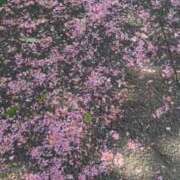 ヒメ日記 2025/04/22 08:48 投稿 アン 品川ハイブリッドマッサージ