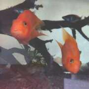 ヒメ日記 2025/09/27 05:18 投稿 アン 品川ハイブリッドマッサージ