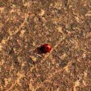 ヒメ日記 2025/11/12 14:48 投稿 アン 品川ハイブリッドマッサージ