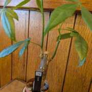 ヒメ日記 2025/02/20 15:34 投稿 福入 熟女の風俗最終章 横浜本店