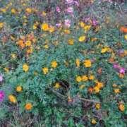 ヒメ日記 2025/03/13 15:44 投稿 福入 熟女の風俗最終章 横浜本店