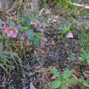 ヒメ日記 2025/03/17 11:44 投稿 福入 熟女の風俗最終章 横浜本店