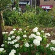 ヒメ日記 2025/04/13 15:05 投稿 福入 熟女の風俗最終章 横浜本店