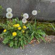 ヒメ日記 2025/04/24 10:48 投稿 福入 熟女の風俗最終章 横浜本店