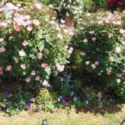 ヒメ日記 2025/05/11 11:47 投稿 福入 熟女の風俗最終章 横浜本店