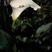 ヒメ日記 2025/05/29 12:24 投稿 福入 熟女の風俗最終章 横浜本店