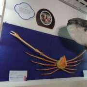 ヒメ日記 2025/05/31 16:24 投稿 福入 熟女の風俗最終章 横浜本店