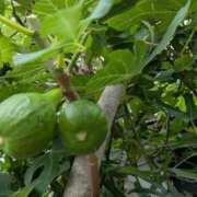 ヒメ日記 2025/06/02 15:33 投稿 福入 熟女の風俗最終章 横浜本店