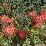 ヒメ日記 2025/06/14 10:49 投稿 福入 熟女の風俗最終章 横浜本店