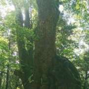 ヒメ日記 2025/06/15 12:09 投稿 福入 熟女の風俗最終章 横浜本店