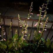 ヒメ日記 2025/06/17 16:44 投稿 福入 熟女の風俗最終章 横浜本店