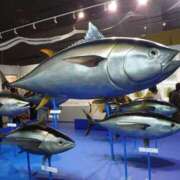 ヒメ日記 2025/06/21 16:14 投稿 福入 熟女の風俗最終章 横浜本店