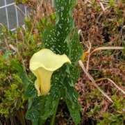 ヒメ日記 2025/06/26 12:11 投稿 福入 熟女の風俗最終章 横浜本店