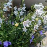 ヒメ日記 2025/07/05 13:27 投稿 福入 熟女の風俗最終章 横浜本店