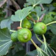 ヒメ日記 2025/07/13 13:55 投稿 福入 熟女の風俗最終章 横浜本店