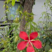 ヒメ日記 2025/07/15 16:54 投稿 福入 熟女の風俗最終章 横浜本店