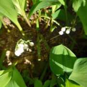 ヒメ日記 2025/07/17 14:44 投稿 福入 熟女の風俗最終章 横浜本店