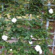 ヒメ日記 2025/07/26 12:08 投稿 福入 熟女の風俗最終章 横浜本店