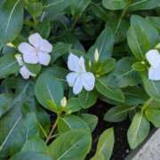 ヒメ日記 2025/08/07 10:44 投稿 福入 熟女の風俗最終章 横浜本店