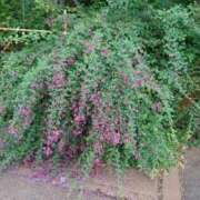 ヒメ日記 2025/08/19 12:50 投稿 福入 熟女の風俗最終章 横浜本店